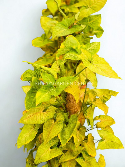 Syngonium heart Leaf
