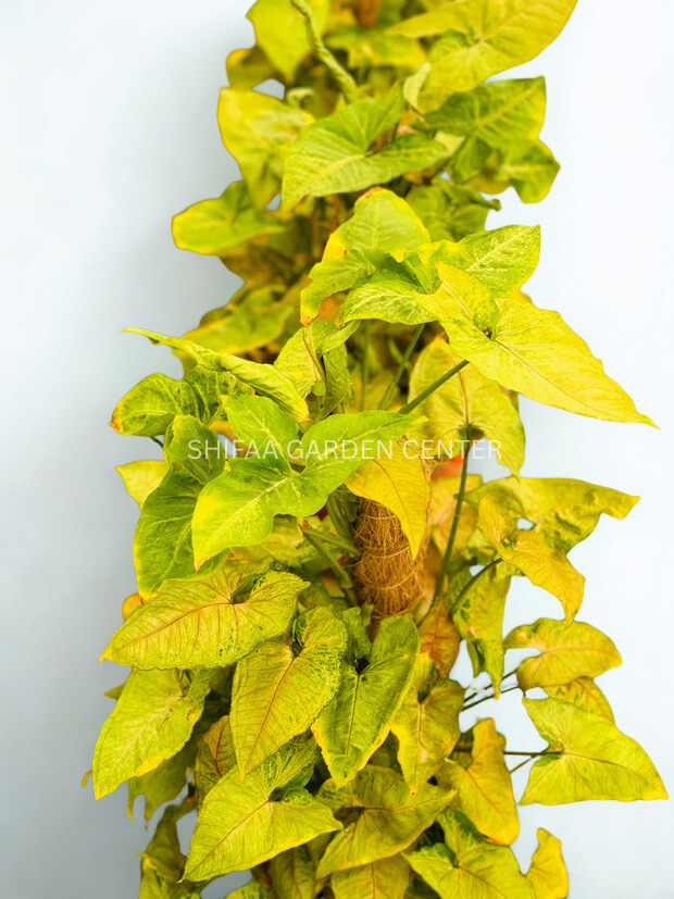 Syngonium heart Leaf