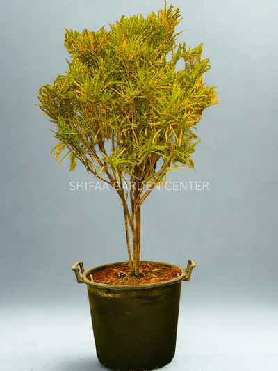 Codiaeum Variegatum 130-150CM