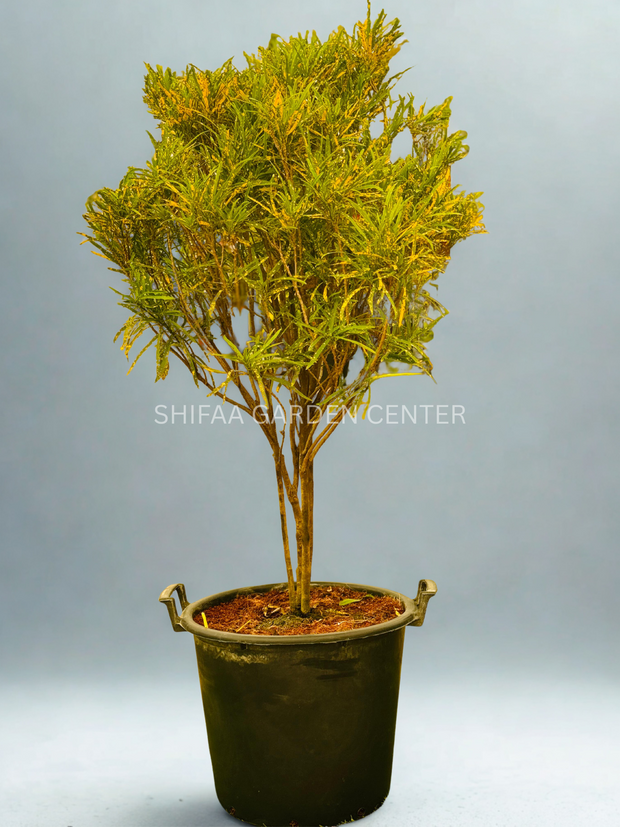 Codiaeum Variegatum 130-150CM