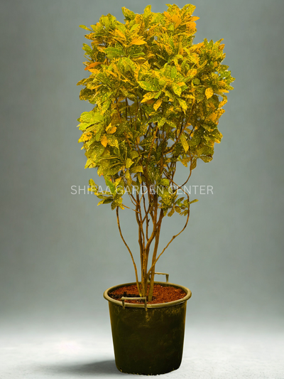 Codiaeum Variegatum 'GOLD DUST' 150CM