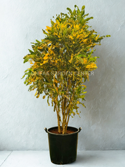Codiaeum Variegated L. Blume in Park (Croton) 200CM