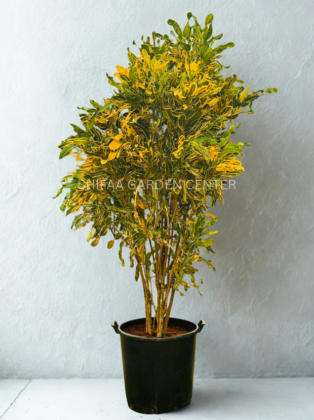 Codiaeum Variegated L. Blume in Park (Croton) 200CM