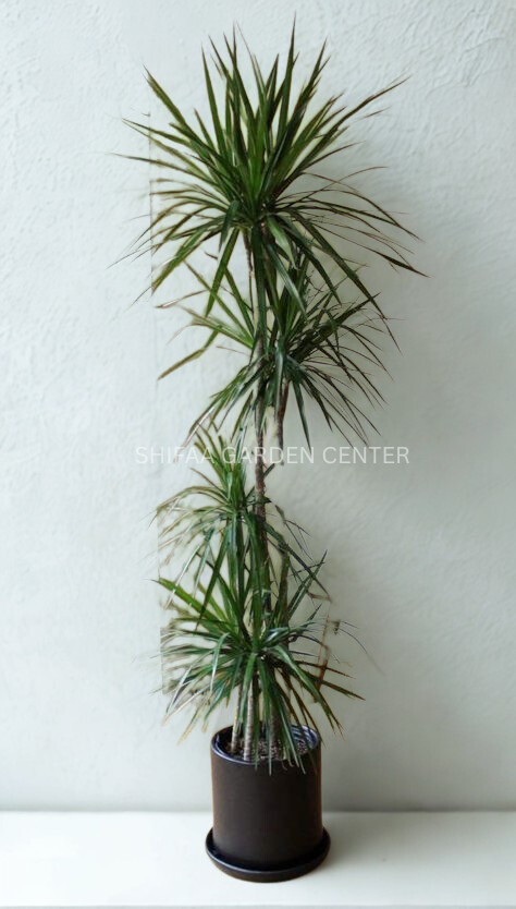 dracaena draco vs marginata Dracaena Marginata XL Buy Online – SHIFAA GARDEN CENTER