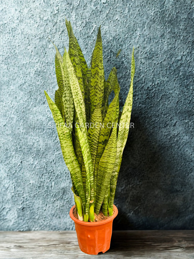 Sansevieria (گیاه مار)