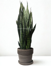 Sansevieria (گیاه مار)