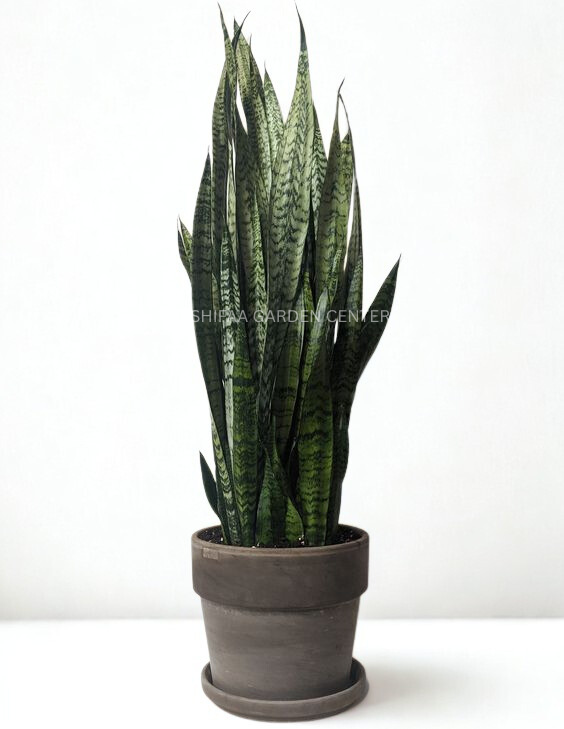 Sansevieria (گیاه مار)
