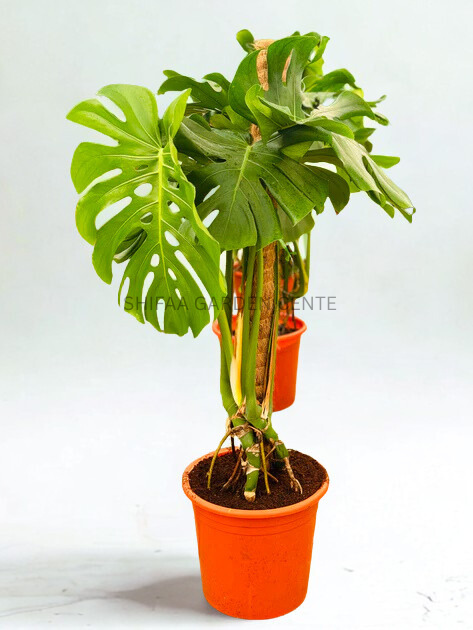 Monstera Deliciosa Jumbo Leaves – SHIFAA GARDEN CENTER