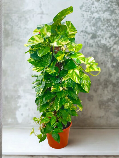 pothos aureus Epipremnum Aureus Golden Pothos Big Leaf – SHIFAA GARDEN CENTER