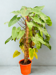 برگ های بزرگ Philodendron Erubescens