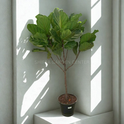 Ficus Lyrata شکل درخت تک ساقه