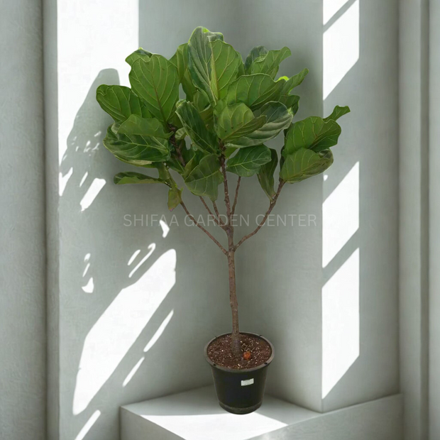 Ficus Lyrata شکل درخت تک ساقه