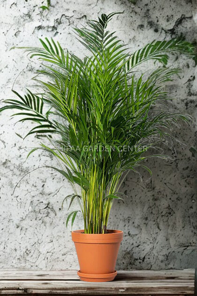 Areeca Palm (Holland)