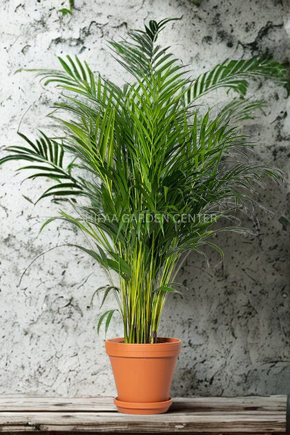 areca palme Areeca Palm