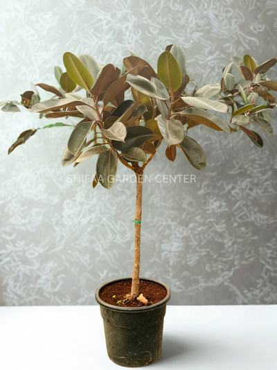 Ficus Elastica Single Stem Tree Shape
