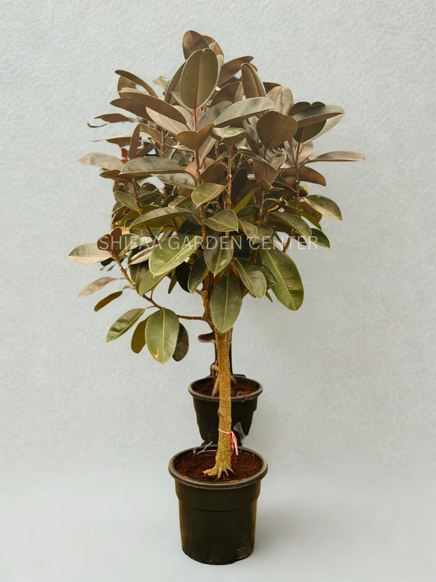 Ficus Elastica Tree Shape