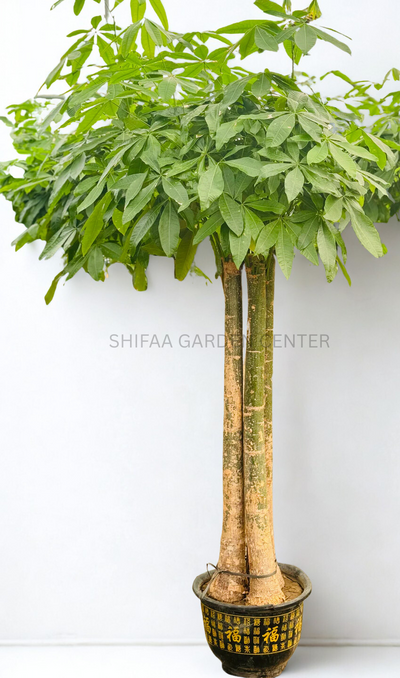 Pachira Aquatica' (Money Tree)