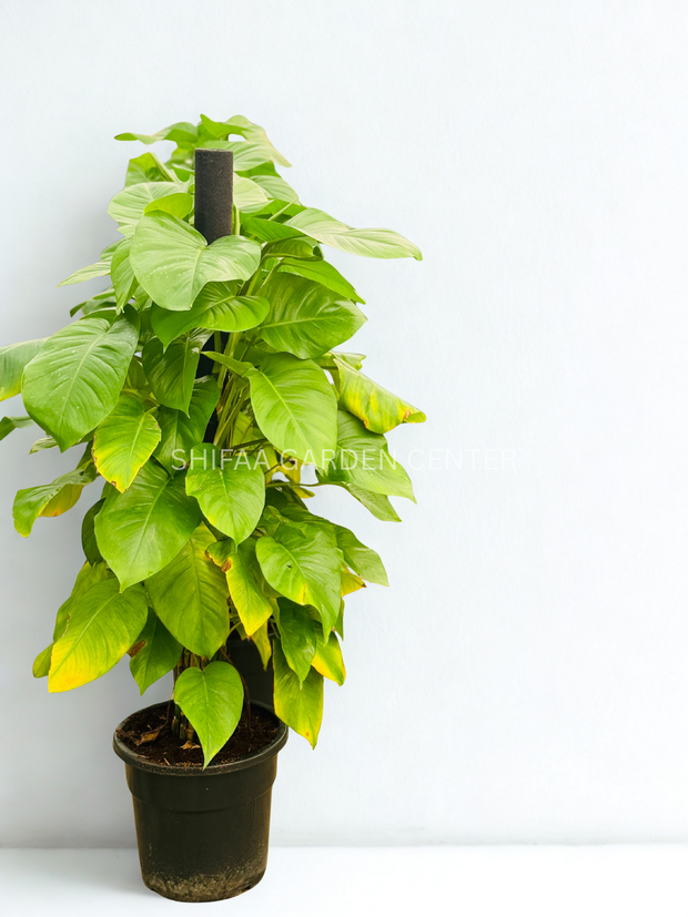 money plant big leaves Epipremnum Green Big Leaf (Money Plant) – SHIFAA GARDEN CENTER