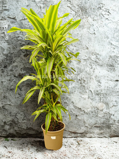 Dracaena fragrans Lemon Lime (Holland)