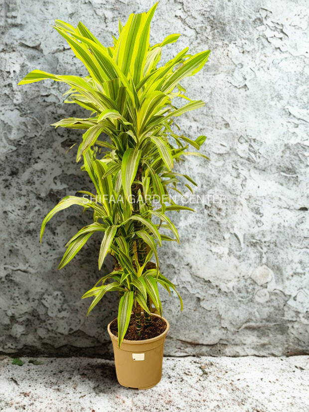 Dracaena fragrans Lemon Lime (Holland)