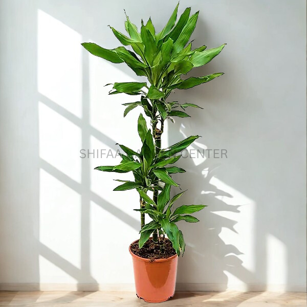 Dracaena Janet Craig (Holland)