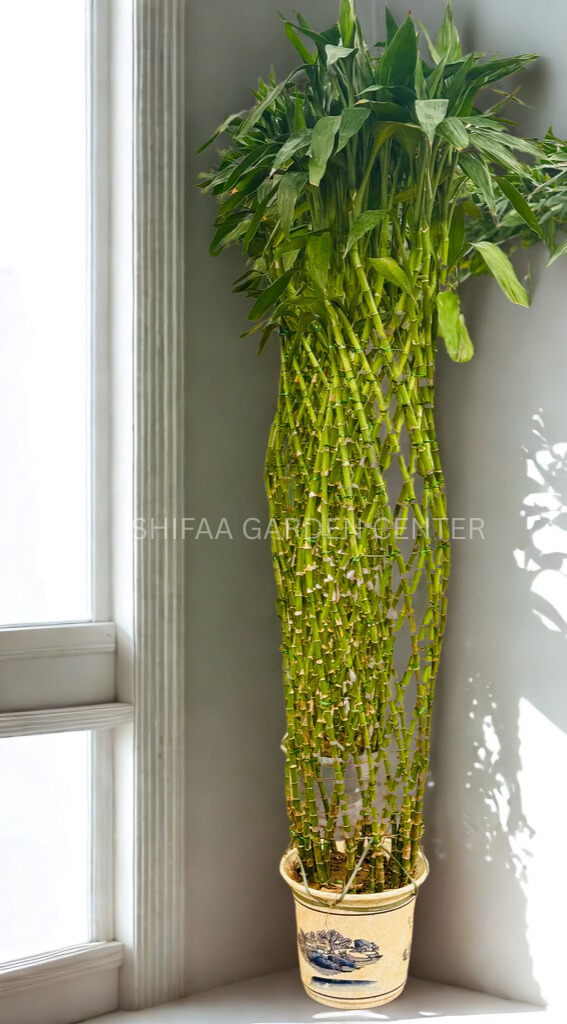 braided lucky bamboo plant Dracaena Sanderiana 'Lucky Bamboo' (braided cage) Large 1.5M – SHIFAA GARDEN CENTER