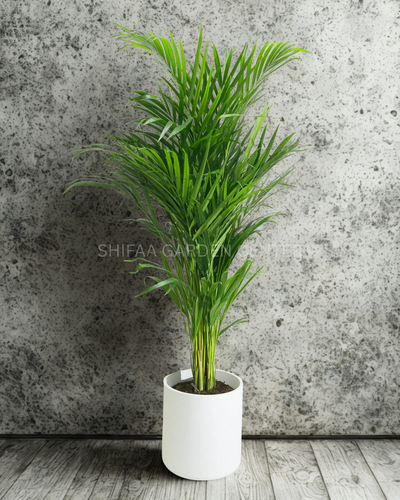 Areeca Palm 1M+