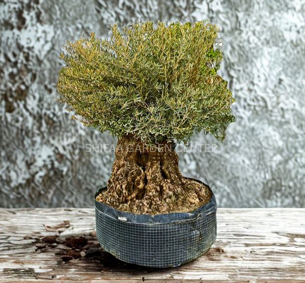 Olive Tree (Olea europaea)