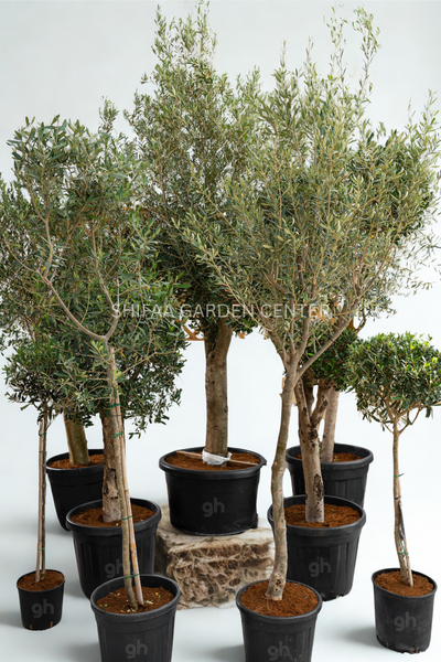 Olive Young Steam