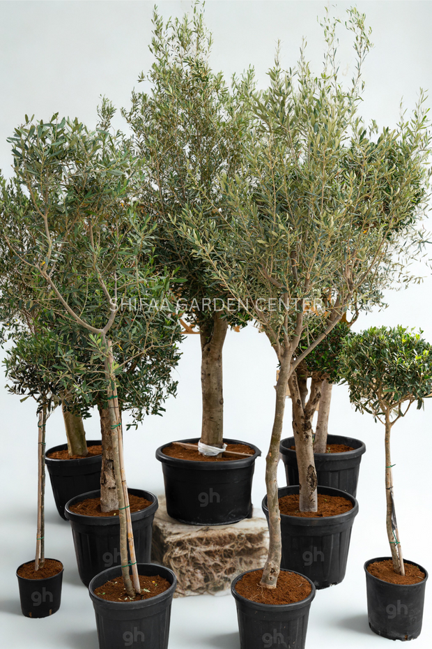 Olive Young Steam