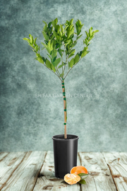 Mandarin Plant
