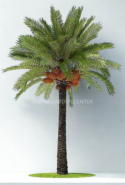Date Palm, Phoenix Dactylifera
