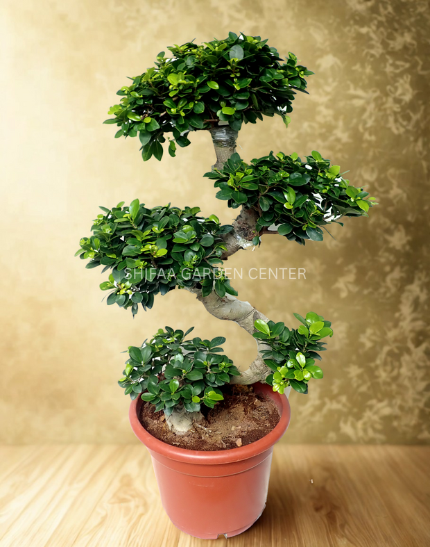 Ficus Microcarpa Bonsai