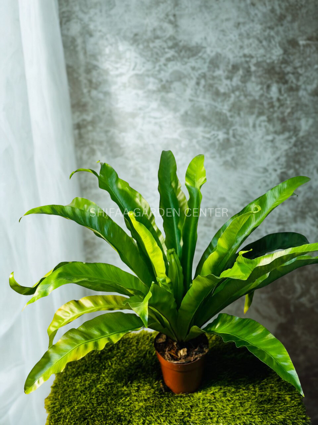 Bird’s Nest Fern