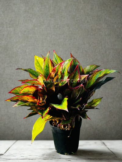 Aglaonema ‘Siam Aurora