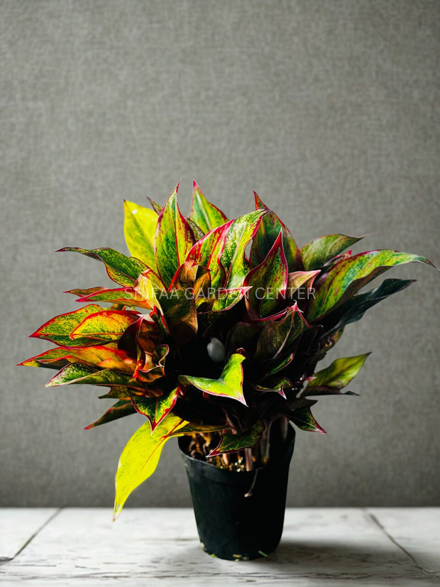 Aglaonema ‘Siam Aurora