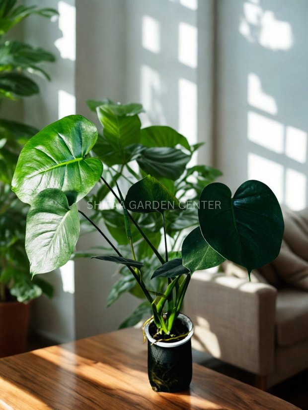 Monstera Deliciosa (Swiss Cheese Plant)