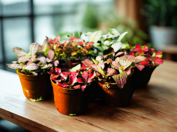 Fittonia (Nerve Plant)