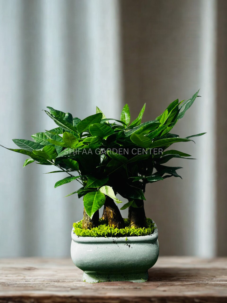 money tree dubai Money Tree (Pachira aquatica) – SHIFAA GARDEN CENTER