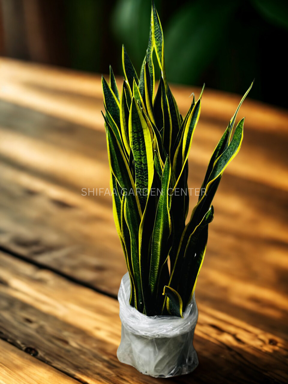 snake plant dubai Snake Plant (Sansevieria trifasciata) – SHIFAA GARDEN CENTER
