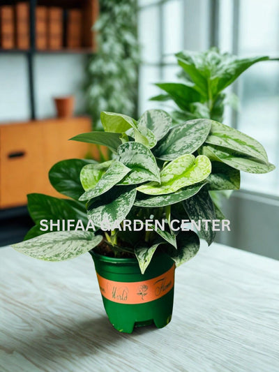 Scindapsus Pictus (Satin Pothos)