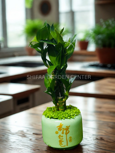Lucky Bamboo (Dracaena sanderiana) ceramic pot with Chinese calligraphy