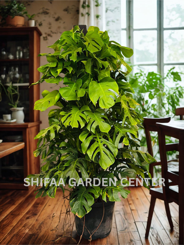 monstera deliciosa 150 cm Monstera Deliciosa Plant 150CM – SHIFAA GARDEN CENTER