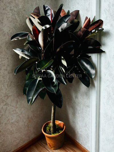 Rubber Plant (Ficus elastica),