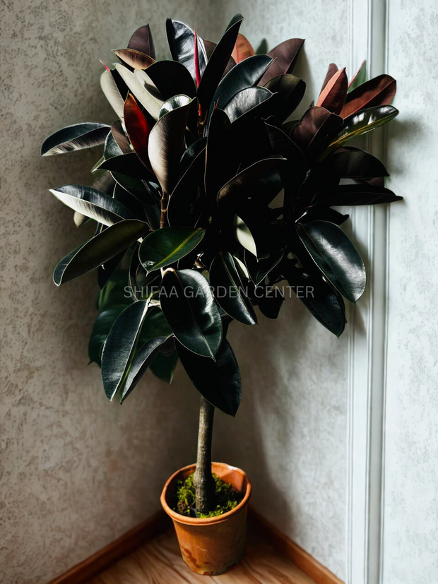 Rubber Plant (Ficus elastica),