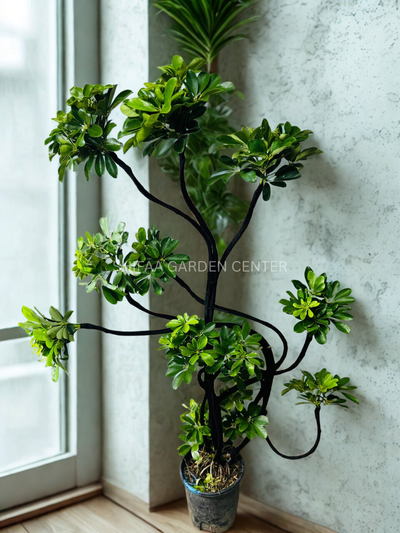 Schefflera Arboricola