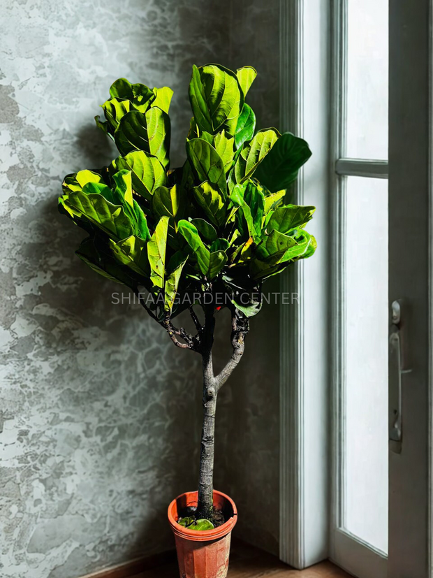 Fiddle Leaf Fig (Ficus lyrata)