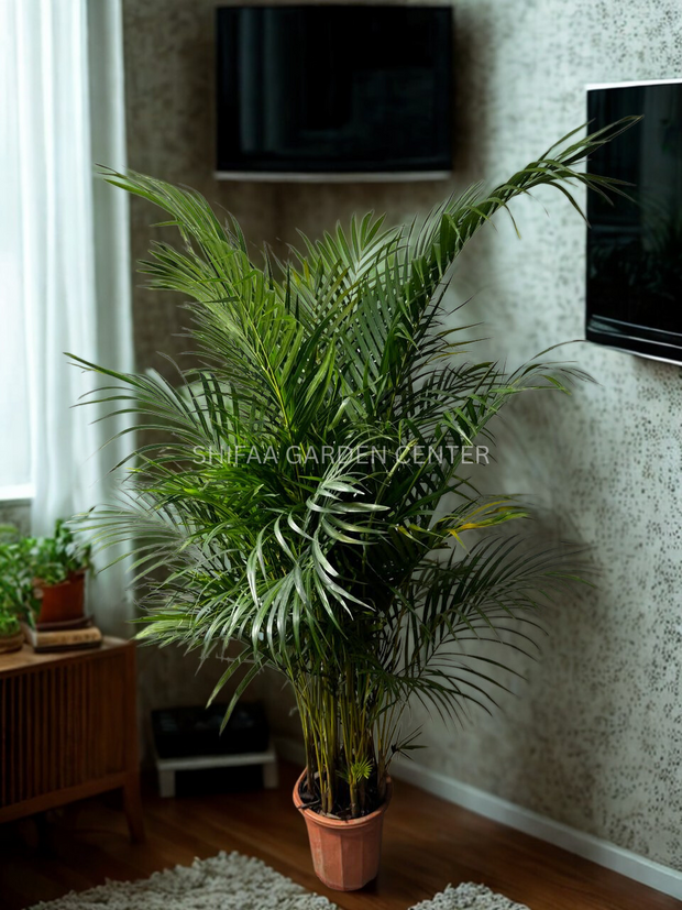 Areca Palm (Dypsis lutescens)