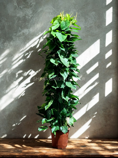 Philodendron Brasil