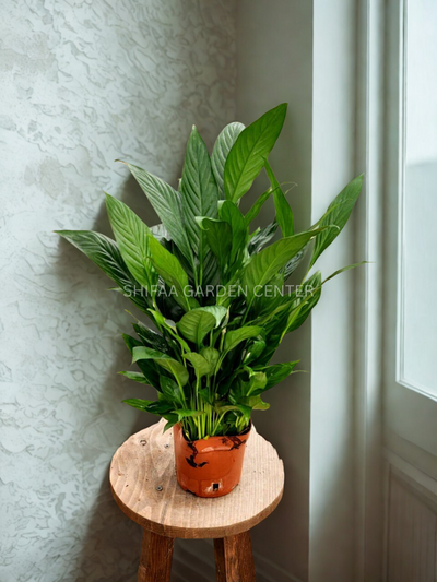 Peace Lily (Spathiphyllum)